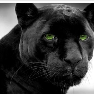 Meet your Posher, Eddie